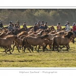 Chaque annÃ©e Ã  l'automne, une grande manifestation est organisÃ©e autour du cheval Henson, race crÃ©Ã©e en Baie de Somme. Les cavaliers de la rÃ©gion viennent et emÃ¨nent le troupeau de juments et de poulains depuis le parc du Marquenterre jusqu'Ã  Saint-Quentin-en-Tourmont oÃ¹ juments et poulains seront sÃ©parÃ©s. Saison : Automne - Lieu : Saint-Quentin-en-Tourmont, Baie de Somme, Somme, Picardie, France