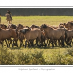 Chaque annÃ©e Ã  l'automne, une grande manifestation est organisÃ©e autour du cheval Henson, race crÃ©Ã©e en Baie de Somme. Les cavaliers de la rÃ©gion viennent et emÃ¨nent le troupeau de juments et de poulains depuis le parc du Marquenterre jusqu'Ã  Saint-Quentin-en-Tourmont oÃ¹ juments et poulains seront sÃ©parÃ©s. Saison : Automne - Lieu : Saint-Quentin-en-Tourmont, Baie de Somme, Somme, Picardie, France