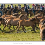 Chaque annÃ©e Ã  l'automne, une grande manifestation est organisÃ©e autour du cheval Henson, race crÃ©Ã©e en Baie de Somme. Les cavaliers de la rÃ©gion viennent et emÃ¨nent le troupeau de juments et de poulains depuis le parc du Marquenterre jusqu'Ã  Saint-Quentin-en-Tourmont oÃ¹ juments et poulains seront sÃ©parÃ©s. Saison : Automne - Lieu : Saint-Quentin-en-Tourmont, Baie de Somme, Somme, Picardie, France