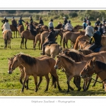 Chaque annÃ©e Ã  l'automne, une grande manifestation est organisÃ©e autour du cheval Henson, race crÃ©Ã©e en Baie de Somme. Les cavaliers de la rÃ©gion viennent et emÃ¨nent le troupeau de juments et de poulains depuis le parc du Marquenterre jusqu'Ã  Saint-Quentin-en-Tourmont oÃ¹ juments et poulains seront sÃ©parÃ©s. Saison : Automne - Lieu : Saint-Quentin-en-Tourmont, Baie de Somme, Somme, Picardie, France