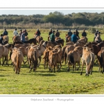 Chaque annÃ©e Ã  l'automne, une grande manifestation est organisÃ©e autour du cheval Henson, race crÃ©Ã©e en Baie de Somme. Les cavaliers de la rÃ©gion viennent et emÃ¨nent le troupeau de juments et de poulains depuis le parc du Marquenterre jusqu'Ã  Saint-Quentin-en-Tourmont oÃ¹ juments et poulains seront sÃ©parÃ©s. Saison : Automne - Lieu : Saint-Quentin-en-Tourmont, Baie de Somme, Somme, Picardie, France