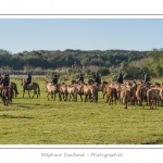 Chaque annÃ©e Ã  l'automne, une grande manifestation est organisÃ©e autour du cheval Henson, race crÃ©Ã©e en Baie de Somme. Les cavaliers de la rÃ©gion viennent et emÃ¨nent le troupeau de juments et de poulains depuis le parc du Marquenterre jusqu'Ã  Saint-Quentin-en-Tourmont oÃ¹ juments et poulains seront sÃ©parÃ©s. Saison : Automne - Lieu : Saint-Quentin-en-Tourmont, Baie de Somme, Somme, Picardie, France