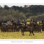 Chaque annÃ©e Ã  l'automne, une grande manifestation est organisÃ©e autour du cheval Henson, race crÃ©Ã©e en Baie de Somme. Les cavaliers de la rÃ©gion viennent et emÃ¨nent le troupeau de juments et de poulains depuis le parc du Marquenterre jusqu'Ã  Saint-Quentin-en-Tourmont oÃ¹ juments et poulains seront sÃ©parÃ©s. Saison : Automne - Lieu : Saint-Quentin-en-Tourmont, Baie de Somme, Somme, Picardie, France