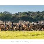 Chaque annÃ©e Ã  l'automne, une grande manifestation est organisÃ©e autour du cheval Henson, race crÃ©Ã©e en Baie de Somme. Les cavaliers de la rÃ©gion viennent et emÃ¨nent le troupeau de juments et de poulains depuis le parc du Marquenterre jusqu'Ã  Saint-Quentin-en-Tourmont oÃ¹ juments et poulains seront sÃ©parÃ©s. Saison : Automne - Lieu : Saint-Quentin-en-Tourmont, Baie de Somme, Somme, Picardie, France