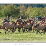 Chaque annÃ©e Ã  l'automne, une grande manifestation est organisÃ©e autour du cheval Henson, race crÃ©Ã©e en Baie de Somme. Les cavaliers de la rÃ©gion viennent et emÃ¨nent le troupeau de juments et de poulains depuis le parc du Marquenterre jusqu'Ã  Saint-Quentin-en-Tourmont oÃ¹ juments et poulains seront sÃ©parÃ©s. Saison : Automne - Lieu : Saint-Quentin-en-Tourmont, Baie de Somme, Somme, Picardie, France