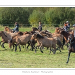 Chaque annÃ©e Ã  l'automne, une grande manifestation est organisÃ©e autour du cheval Henson, race crÃ©Ã©e en Baie de Somme. Les cavaliers de la rÃ©gion viennent et emÃ¨nent le troupeau de juments et de poulains depuis le parc du Marquenterre jusqu'Ã  Saint-Quentin-en-Tourmont oÃ¹ juments et poulains seront sÃ©parÃ©s. Saison : Automne - Lieu : Saint-Quentin-en-Tourmont, Baie de Somme, Somme, Picardie, France