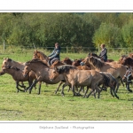 Chaque annÃ©e Ã  l'automne, une grande manifestation est organisÃ©e autour du cheval Henson, race crÃ©Ã©e en Baie de Somme. Les cavaliers de la rÃ©gion viennent et emÃ¨nent le troupeau de juments et de poulains depuis le parc du Marquenterre jusqu'Ã  Saint-Quentin-en-Tourmont oÃ¹ juments et poulains seront sÃ©parÃ©s. Saison : Automne - Lieu : Saint-Quentin-en-Tourmont, Baie de Somme, Somme, Picardie, France