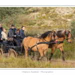 Chaque annÃ©e Ã  l'automne, une grande manifestation est organisÃ©e autour du cheval Henson, race crÃ©Ã©e en Baie de Somme. Les cavaliers de la rÃ©gion viennent et emÃ¨nent le troupeau de juments et de poulains depuis le parc du Marquenterre jusqu'Ã  Saint-Quentin-en-Tourmont oÃ¹ juments et poulains seront sÃ©parÃ©s. Saison : Automne - Lieu : Saint-Quentin-en-Tourmont, Baie de Somme, Somme, Picardie, France