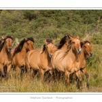 Chaque annÃ©e Ã  l'automne, une grande manifestation est organisÃ©e autour du cheval Henson, race crÃ©Ã©e en Baie de Somme. Les cavaliers de la rÃ©gion viennent et emÃ¨nent le troupeau de juments et de poulains depuis le parc du Marquenterre jusqu'Ã  Saint-Quentin-en-Tourmont oÃ¹ juments et poulains seront sÃ©parÃ©s. Saison : Automne - Lieu : Saint-Quentin-en-Tourmont, Baie de Somme, Somme, Picardie, France