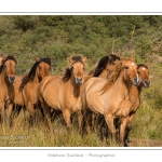 Chaque annÃ©e Ã  l'automne, une grande manifestation est organisÃ©e autour du cheval Henson, race crÃ©Ã©e en Baie de Somme. Les cavaliers de la rÃ©gion viennent et emÃ¨nent le troupeau de juments et de poulains depuis le parc du Marquenterre jusqu'Ã  Saint-Quentin-en-Tourmont oÃ¹ juments et poulains seront sÃ©parÃ©s. Saison : Automne - Lieu : Saint-Quentin-en-Tourmont, Baie de Somme, Somme, Picardie, France