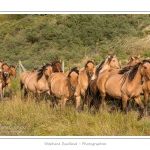 Chaque annÃ©e Ã  l'automne, une grande manifestation est organisÃ©e autour du cheval Henson, race crÃ©Ã©e en Baie de Somme. Les cavaliers de la rÃ©gion viennent et emÃ¨nent le troupeau de juments et de poulains depuis le parc du Marquenterre jusqu'Ã  Saint-Quentin-en-Tourmont oÃ¹ juments et poulains seront sÃ©parÃ©s. Saison : Automne - Lieu : Saint-Quentin-en-Tourmont, Baie de Somme, Somme, Picardie, France