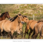 Chaque annÃ©e Ã  l'automne, une grande manifestation est organisÃ©e autour du cheval Henson, race crÃ©Ã©e en Baie de Somme. Les cavaliers de la rÃ©gion viennent et emÃ¨nent le troupeau de juments et de poulains depuis le parc du Marquenterre jusqu'Ã  Saint-Quentin-en-Tourmont oÃ¹ juments et poulains seront sÃ©parÃ©s. Saison : Automne - Lieu : Saint-Quentin-en-Tourmont, Baie de Somme, Somme, Picardie, France