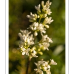 troène commun (Ligustrum vulgare)