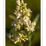 troène commun (Ligustrum vulgare)