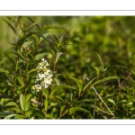 troène commun (Ligustrum vulgare)