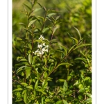 troène commun (Ligustrum vulgare)