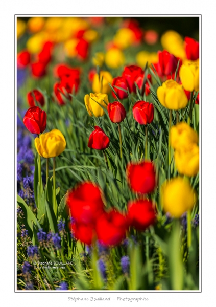 Tulipes_Saint-Quentin_18_04_2015_003-BorderMaker