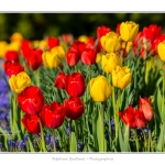 Tulipes_Saint-Quentin_18_04_2015_001-BorderMaker