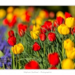 Tulipes_Saint-Quentin_18_04_2015_004-BorderMaker