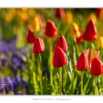Tulipes_Saint-Quentin_18_04_2015_006-BorderMaker