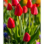Tulipes_Saint-Quentin_18_04_2015_007-BorderMaker
