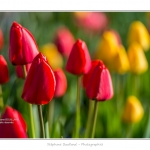Tulipes_Saint-Quentin_18_04_2015_008-BorderMaker
