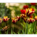 Tulipes_Saint-Quentin_18_04_2015_010-BorderMaker