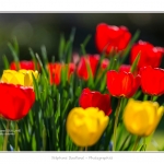 Tulipes_Saint-Quentin_18_04_2015_012-BorderMaker