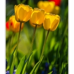 Tulipes_Saint-Quentin_18_04_2015_013-BorderMaker