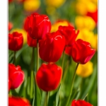 Tulipes_Saint-Quentin_18_04_2015_014-BorderMaker