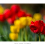 Tulipes_Saint-Quentin_18_04_2015_015-BorderMaker