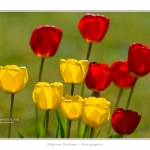 Tulipes_Saint-Quentin_18_04_2015_016-BorderMaker