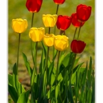 Tulipes_Saint-Quentin_18_04_2015_017-BorderMaker