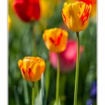 Tulipes_Saint-Quentin_18_04_2015_018-BorderMaker
