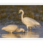 Spatule blanche (Platalea leucorodia - Eurasian Spoonbill) et Grande Aigrette (Ardea alba - Great Egret)