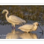 Spatule blanche (Platalea leucorodia - Eurasian Spoonbill) et Grande Aigrette (Ardea alba - Great Egret)