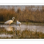 Spatule blanche (Platalea leucorodia - Eurasian Spoonbill) et Grande Aigrette (Ardea alba - Great Egret)