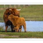 France, Somme (80), Baie de Somme, Le Crotoy, Marais du Crotoy, Veau Highland Cattle // France, Somme (80), Baie de Somme, Le Crotoy, Marais du Crotoy, Highland Cattle Calf