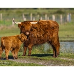 France, Somme (80), Baie de Somme, Le Crotoy, Marais du Crotoy, Veau Highland Cattle // France, Somme (80), Baie de Somme, Le Crotoy, Marais du Crotoy, Highland Cattle Calf