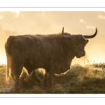 vaches écossaises Highland Cattle