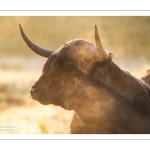 vaches écossaises Highland Cattle