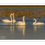 Vague de froid sur le marais du Crotoy