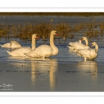 Vague de froid sur le marais du Crotoy