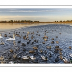 Vague de froid sur le marais du Crotoy