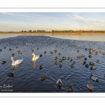 Vague de froid sur le marais du Crotoy