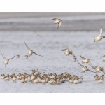 Bécasseaux variables en baie de Somme