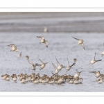 Bécasseaux variables en baie de Somme