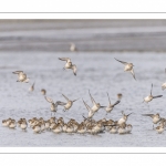 Bécasseaux variables en baie de Somme