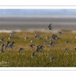 Bécasseaux variables en baie de Somme