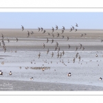 Bécasseaux variables en baie de Somme